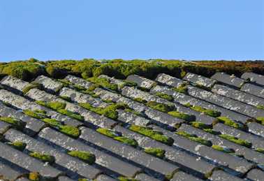Which Roofing Shingles Are Algae Resistant